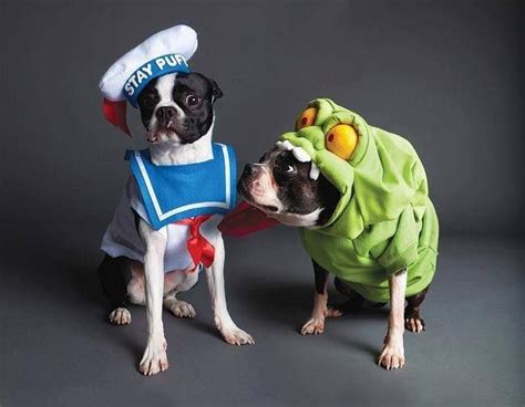 stay puft and slimer :) | Pet costumes for dogs, Pet costumes, Funny ...