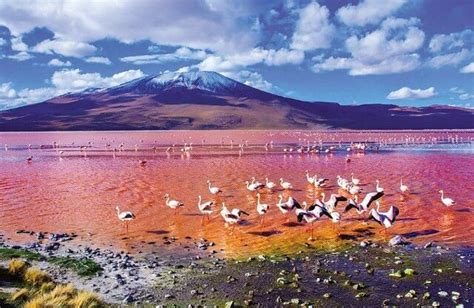 Las Coloradas - Amazing Pink Lake In Mexico To Visit In 2021