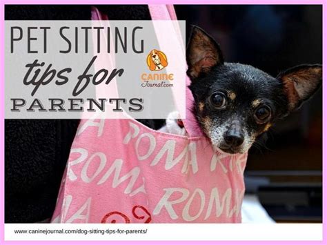 3 PET SITTING OPTIONS FOR YOUR DOG OR CAT | Dog Sitting Tips | Dog Sitting Guide | Dog sitting ...