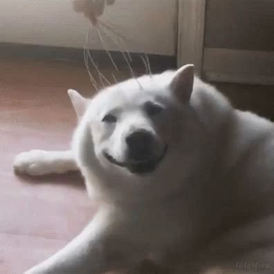 Happy Dog Smile Puppy GIF - HappyDog SmilePuppy Pupper - Discover & Share GIFs