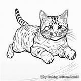 Tabby Cat Coloring Pages  Free & Printable sketch template