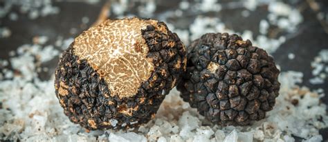 Black Summer Truffle | Local Truffle From Italy