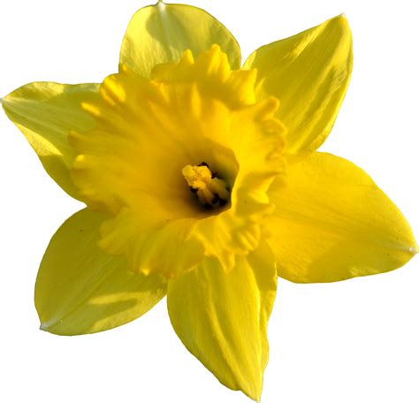 Free Daffodil, Download Free Daffodil png images, Free ClipArts on ...