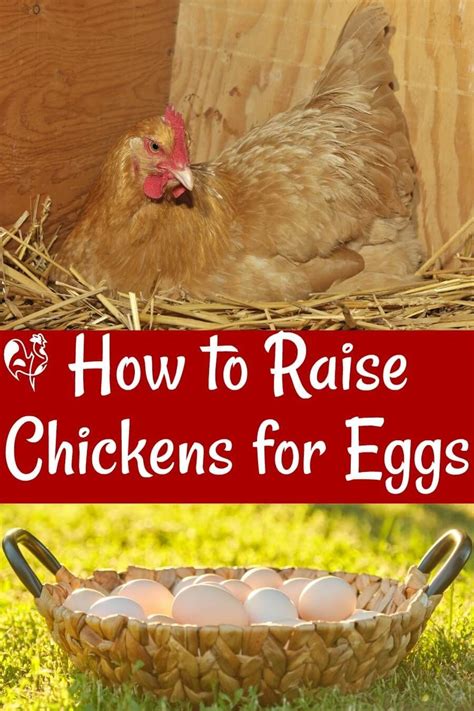 Homestead Chickens, Raising Backyard Chickens, Keeping Chickens, Pet ...