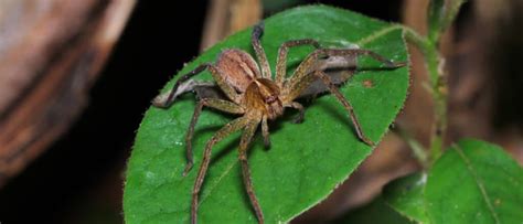 What Huntsman Spider Lives In Florida? - A-Z Animals