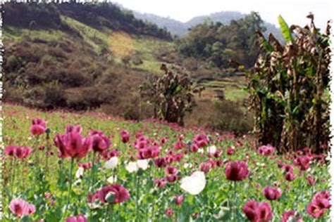 Opium Production In Myanmar Surges