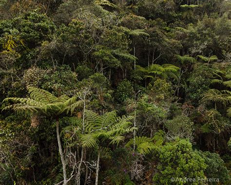 Colombia’s Forests of Mist