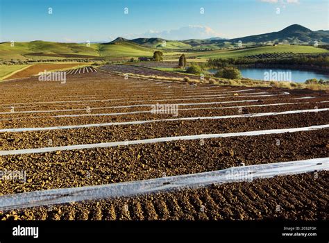 field landscape of Sicily mediterranean agriculture with mulch film and farm pond Stock Photo ...