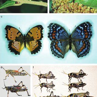 (PDF) What is Phenotypic Plasticity and Why is it Important?