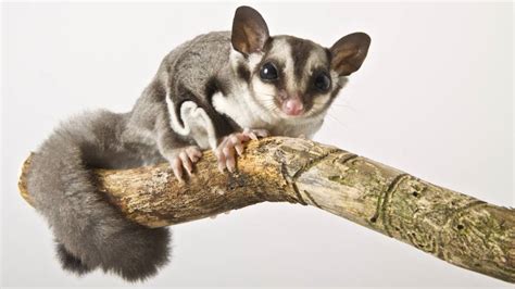 A tiny marsupial is upending ideas about the origins of flying mammals