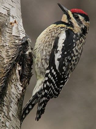 Yellow-bellied Sapsucker | Wetaskiwin County, AB - Official Website