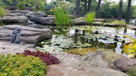 Handpicking the Right Plants for Your Serene Water Garden - Reflections ...