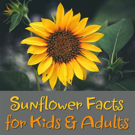 Sunflower Facts for Kids and Adults to Discover