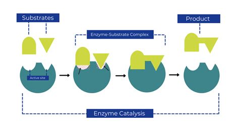 All you need to know about enzymes | Zymvol