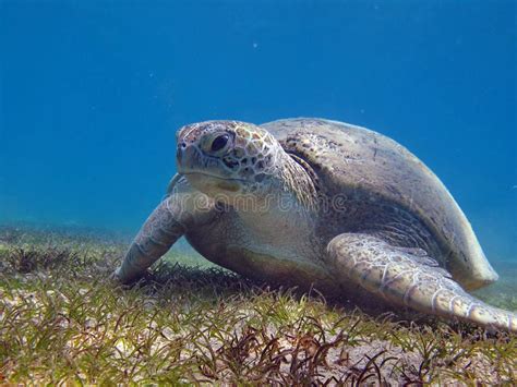 Big Green Turtle .Sea Turtles. Stock Image - Image of swimming, salt ...