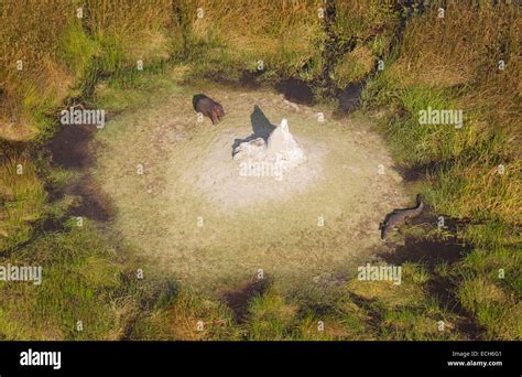 Nile hippopotamus hi-res stock photography and images - Alamy