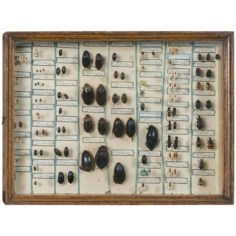 Vintage Insect Collection in Specimen Box from France | Insect ...