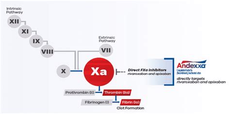 Mechanism Of Action ANDEXXA For HCPs, 55% OFF