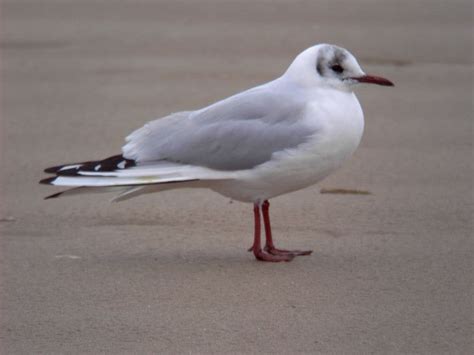 Black Headed Gull Facts - Black Headed Gull Information : Twootz.com