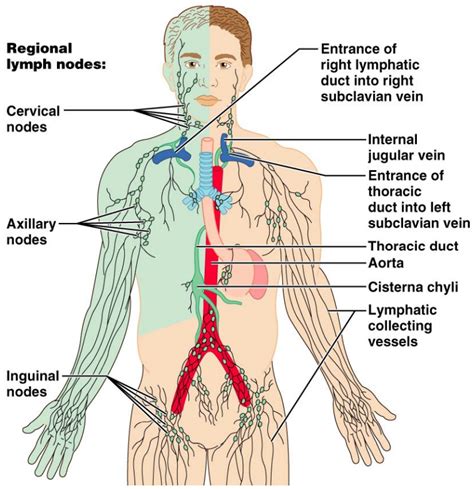 Lymph Node Diagram Neck