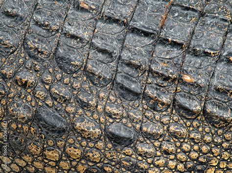 Crocodile skin Stock Photo | Adobe Stock