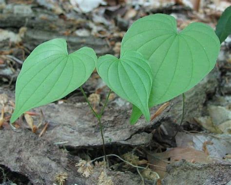 Wild Yam Root – Benefits and Side Effects | Plants, Medicinal herbs, Healing herbs