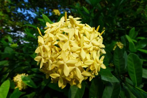 Ixora Facts and Growing Tips | Dengarden