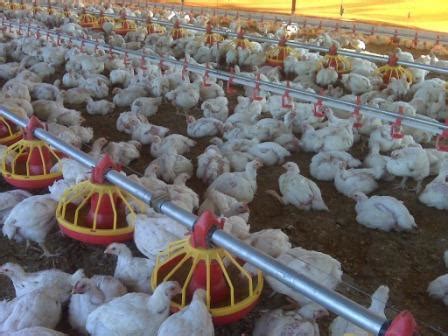 Broiler Farming (Poultry) Information Guide | Agri Farming