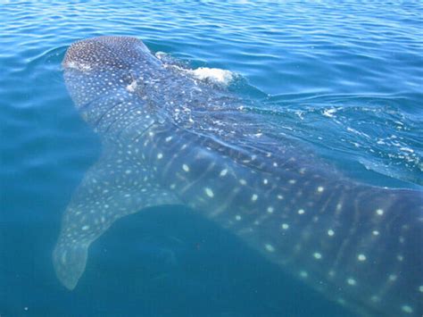 Ten Whale Shark Facts | Blog Posts | WWF