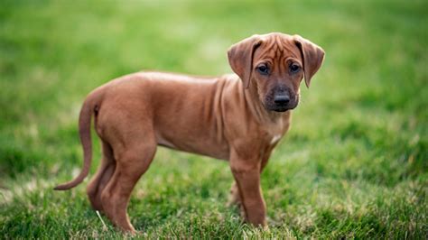 Rhodesian Ridgeback Rottweiler Mix Puppies