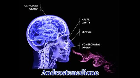 ANDROSTENEDIONE - [ Pheromones Like Effect ] (Increased Testosterone ...