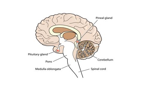 Pineal Gland: Anatomy, Location, And Function, 45% OFF