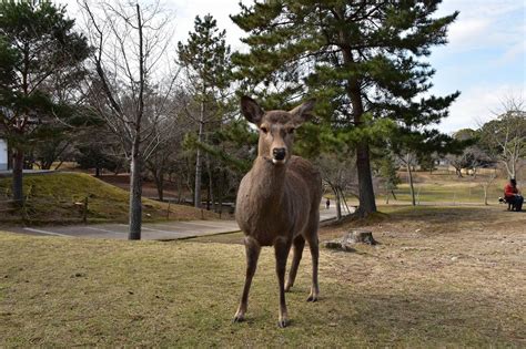 Bowing Deer of Nara | Discover places only the locals know about ...