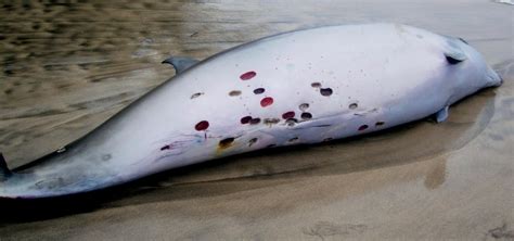 Cookie-Cutter Shark – "OCEAN TREASURES" Memorial Library