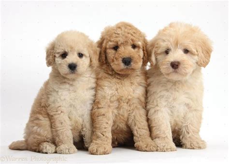 Everything You Need to Know About the Goldendoodles!