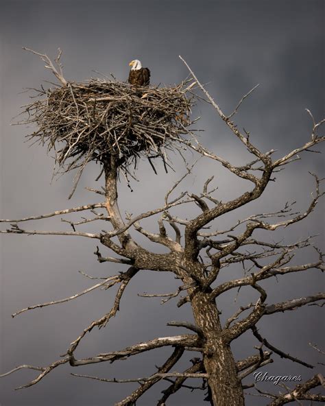 This Bald Eagle Nest is At The West Yellowstone Entrance to Yellowstone: An Incredible Sight to ...