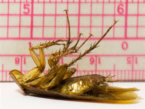 New York High Schoolers May Have Discovered New Cockroach Species : Shots - Health News : NPR