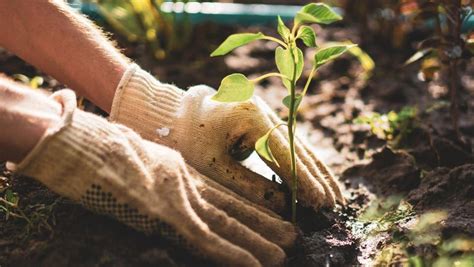 How To Hire A Gardener – Forbes Home