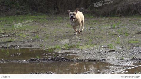 SLOW MOTION: Dog Running Over Puddles Stock video footage | 3408516