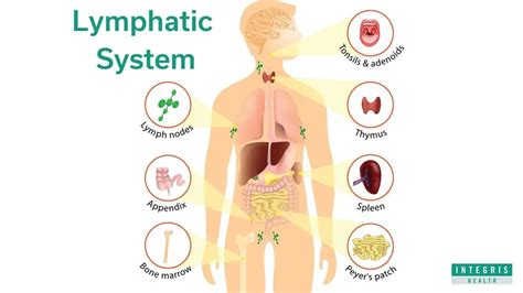 Signs Of A Clogged Lymphatic System & 10 Ways To Cleanse It – Green Living Tribe