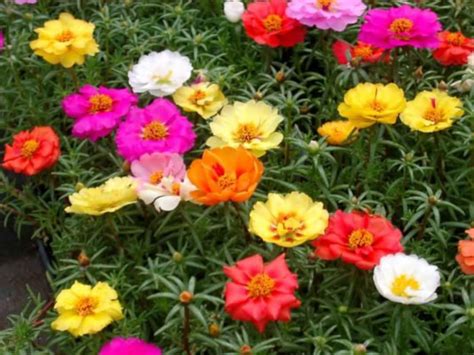 Purslane Flowers Seeds mix Dwarf portulaca Grandiflora 0,2g Natural ...