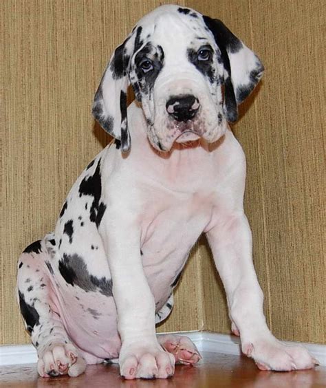 European Great Dane Breeders | PETSIDI