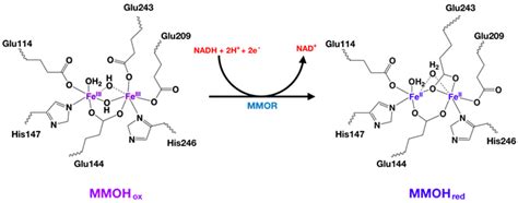 Methane Monooxygenase - Chemistry LibreTexts