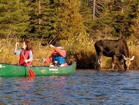 Maine Moose Watching, Maine Moose Tours & Moose watching in Maine ...