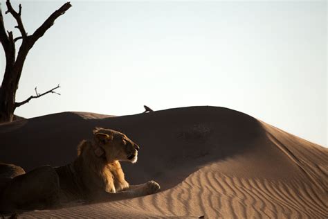 Road Trip Namibia: Desert Lions - Vanishing Kings of the Namib