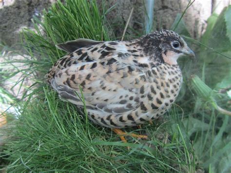 Button Quail Colors | Button quail, Quail, Raising quail