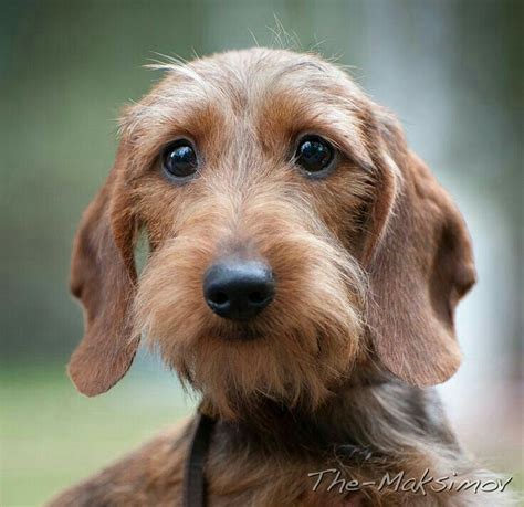 Dachshund Wirehaired | Wire haired dachshund, Beautiful dogs, Dachshund dog