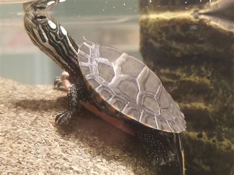 Is something up with my baby Eastern painted turtle's shell? : r/turtle