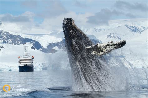 Epic Whale Watching in Antarctica