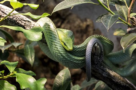 Green Tree Snake — Weasyl